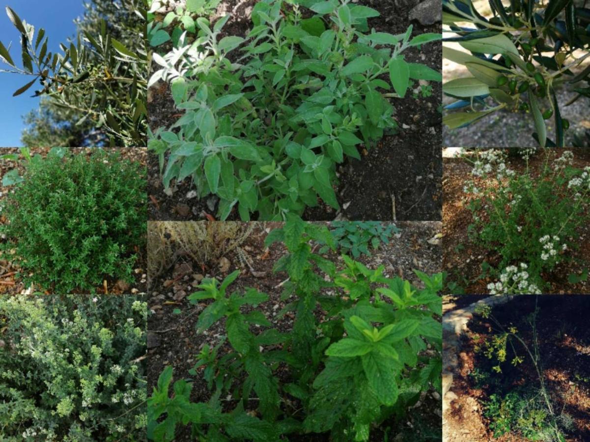 Terraoliva&Herbs Vátos 外观 照片